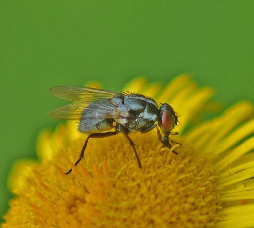 Réf. 352 496 : Morellia sp.